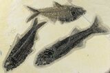 Multiple Fossil Fish (Mioplosus, Diplomystus & Knightia) - Wyoming #198101-1